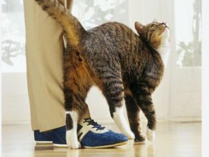 踩到猫了